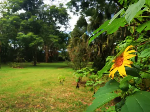 The lawn with a sunflower — Garden, Rio Ángel Bio-reserve