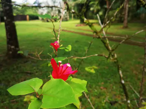 Flowering shrubs at the edge of the lawn — Garden, Rio Ángel Bio-reserve