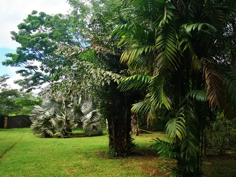 Palms and boulders in the garden — Garden, Rio Ángel Bio-reserve