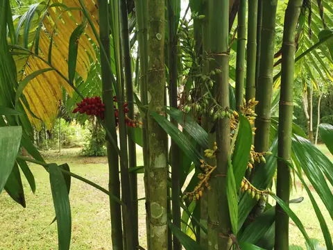 Bamboo in the garden — Garden, Rio Ángel Bio-reserve