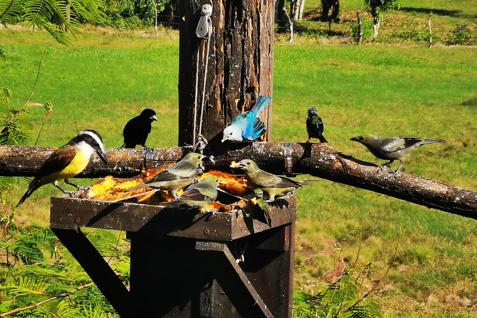 A bird feeder on the property with tanagers