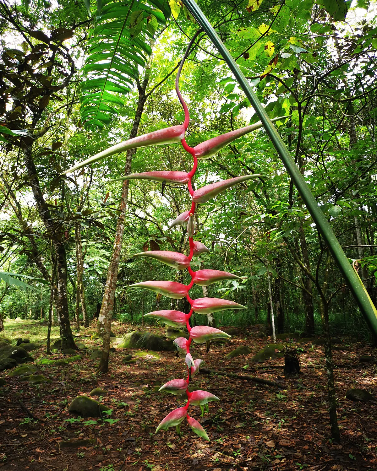 Heliconia rostrata growing on the project's land