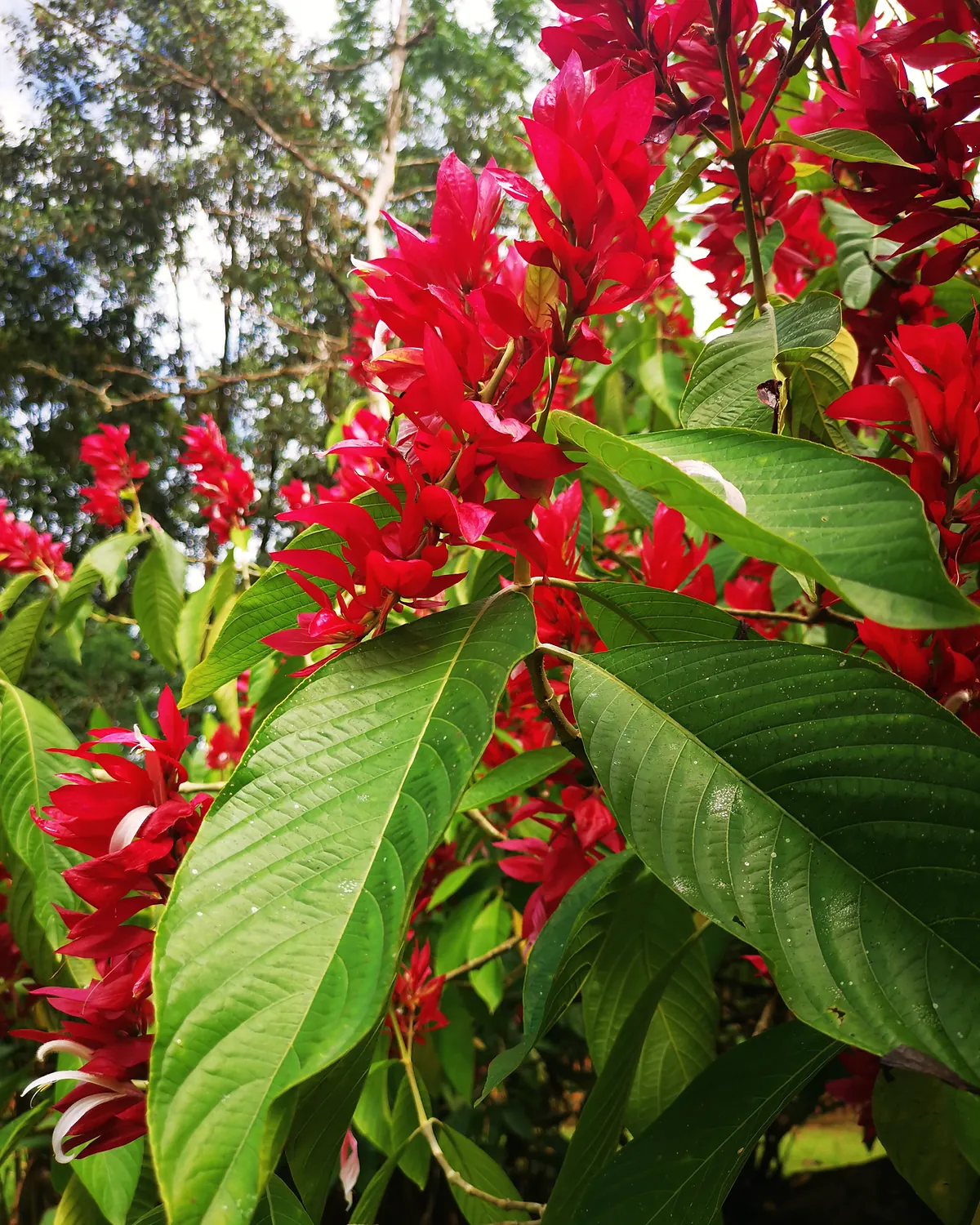 Alpinia purpurata — red ginger on the property