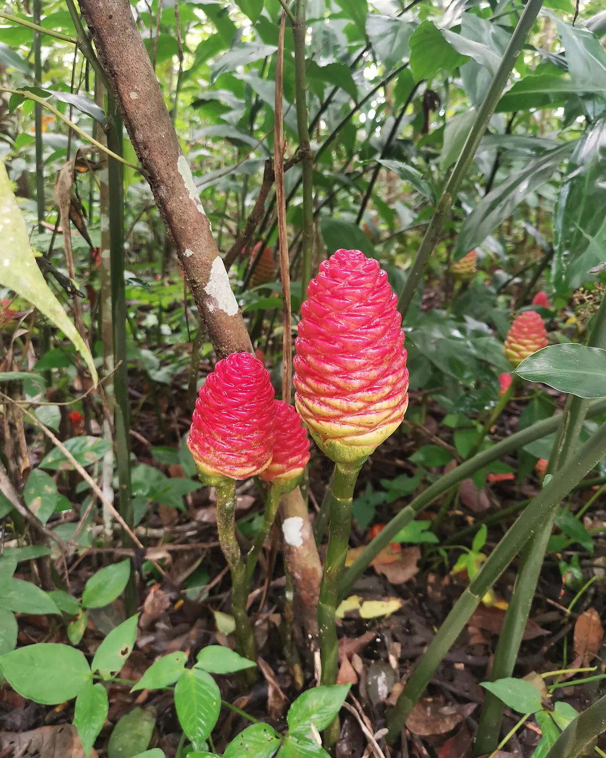 Etlingera elatior — bastón de emperador