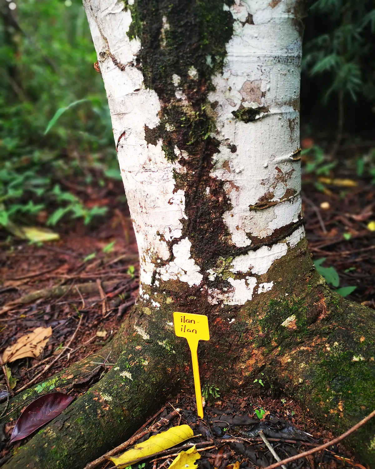 A catalogue tag on the trunk of a tropical hardwood