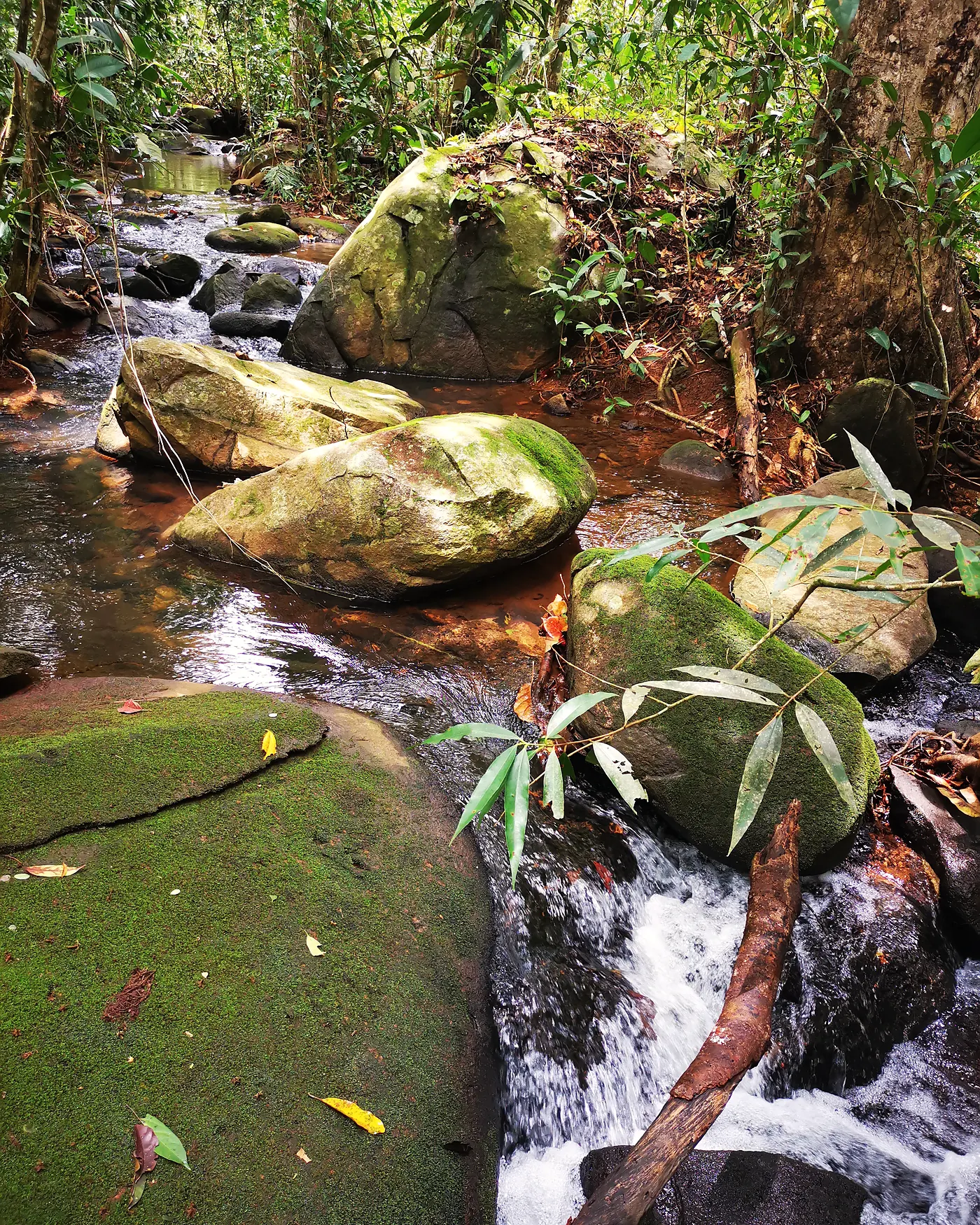 Moss-covered boulders in the stream on the property